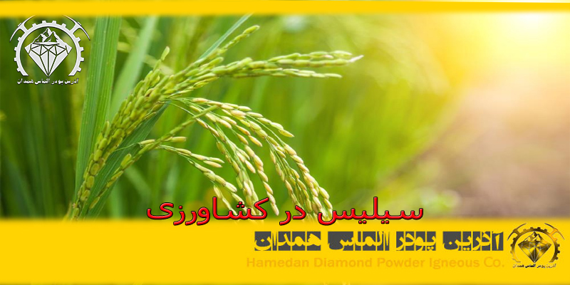 سیلیس در کشاورزی