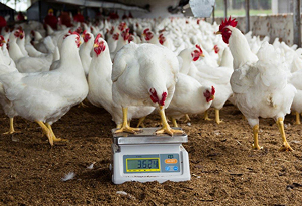 تاثیر زئولیت بر افزایش وزن مرغ های نژاد گوشتی