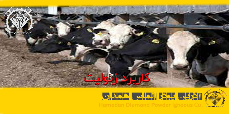 کاربرد زیولیت