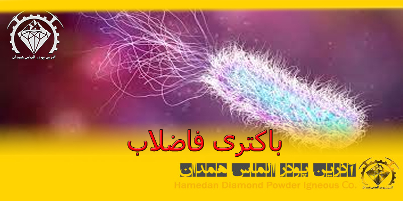 باکتری فاضلاب